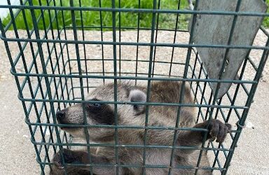 Dealing with Raccoon Intruders: What to look for and when to call in the experts