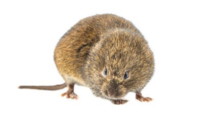 Do You Have A Mole or Vole in Your Yard?