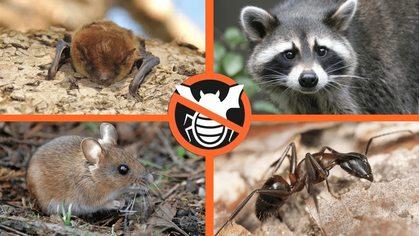 About Us | Bats and Bugs Pest Solutions | Urbandale, IA