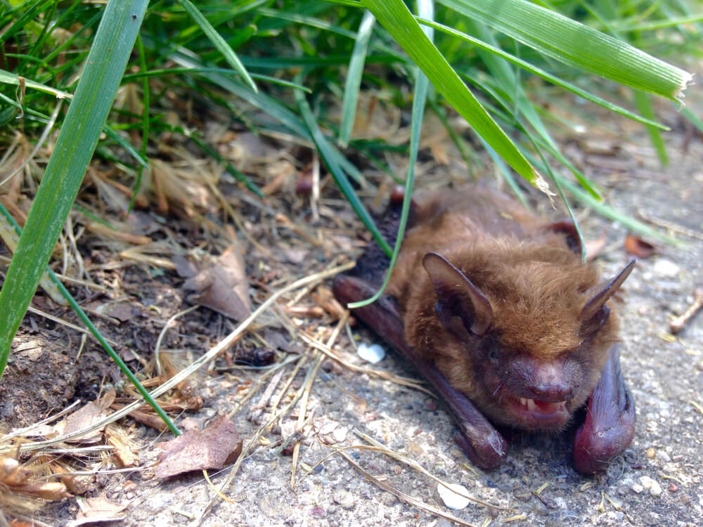 bat removal des moines