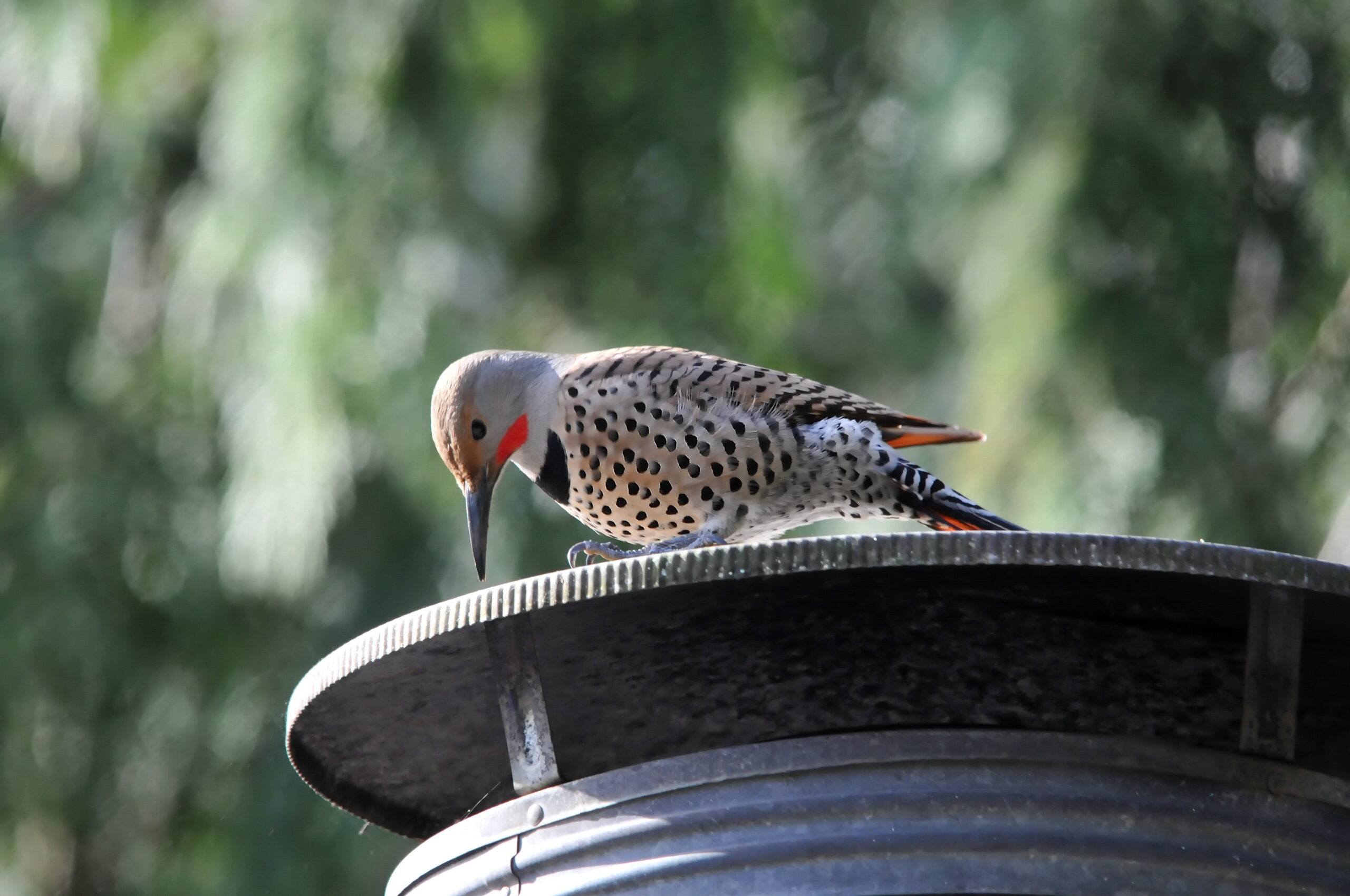 woodpecker